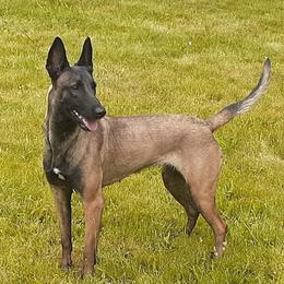 Nikita - Belgian Malinois