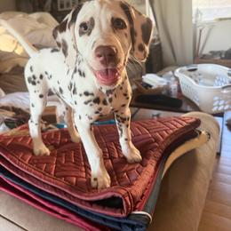 Ophelia - White and liver brown female Dalmatian puppy in Loomis, California from Revere Dalmatians