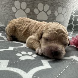 Girl 2 - Apricot female Maltipoo puppy in Denair, California from 209PuppiesCaliforniaMaltipoo