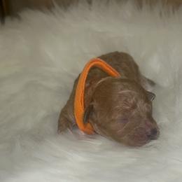 Poodle Puppies from Red Okie Maltipoos