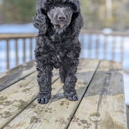 Poodle Puppies from Moirae Poodles