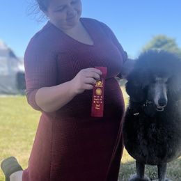 Collies and Poodles from Lazy Lotus Poodles & Collies