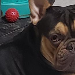 French Bulldogs and Shih Tzus from Lynne's Frenchie Tzu