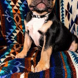 Boy 1 - Black and tan male French Bulldog puppy in Florida from Doxie Rugrats