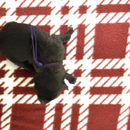 Purple Collar - Mahogany female Belgian Malinois puppy in Trenton, Georgia from Laeknir K9