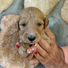 Dark Green - Male - Red  male Goldendoodle puppy in Kent City, Michigan from Hannah Mae Doodles