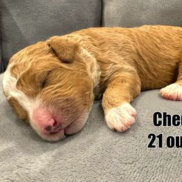 Chedder - Red Bernedoodle puppy in Washougal, Washington from Sandy Creek Bernedoodles