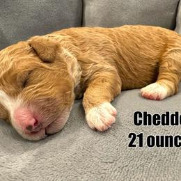 Chedder - Red Bernedoodle puppy in Washougal, Washington from Sandy Creek Bernedoodles
