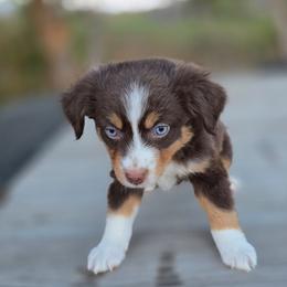 Fern - Red tri female Miniature Australian Shepherd puppy in Paris, Texas from Blue Envy Mini Aussies