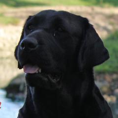 Brooklyn - Labrador Retriever