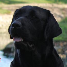Brooklyn - Labrador Retriever