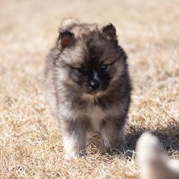 Pomsky Puppies from New World Pomskies