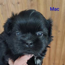 Muffles now Mac - Black male Shih Tzu puppy in Palmyra, New York from Karen's Tzus of Palmyra-Macedon