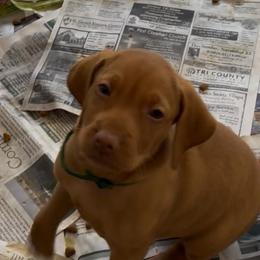 Peter - Golden rust male Vizsla puppy in Old Town, Florida from Foxfire Vizslas