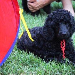 Poodle Puppies from Piccolo's Poodles