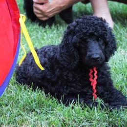 Poodle Puppies from Piccolo's Poodles