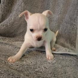 Dolly - Cream female Chihuahua puppy in Meridian, Oklahoma from Crazy Love Kennels