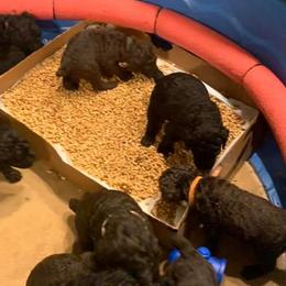Poodle Puppies from Sturgill’s Raising the Standards