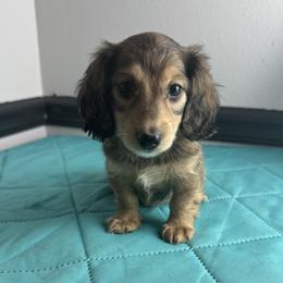 Max - Cream male Dachshund puppy in Gilbertsville, Kentucky from DeLaunes Dachshunds