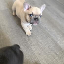 French Bulldog Puppies from Foster Lake Frenchies