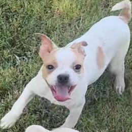 Nemo - Seal and white male Boston Terrier puppy in Brazos Point, Texas from TX Southern Belle Boston Terriers
