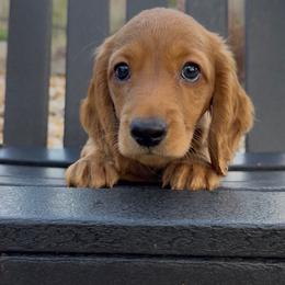 Red - Red male Dachshund puppy in Winder, Georgia from Empire Yorkies