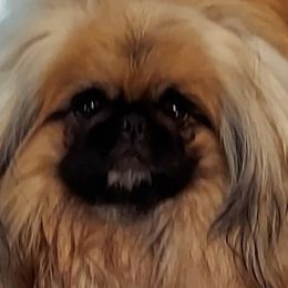 Pekingese Puppies from Sunny's Legacy Pekingese