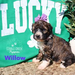 Willow - Sable female Bernedoodle puppy in Heyworth, Illinois from Cobble Creek Puppies