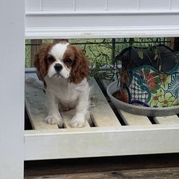 Cavalier King Charles Spaniel Puppies from Reynolds Farms Cavaliers