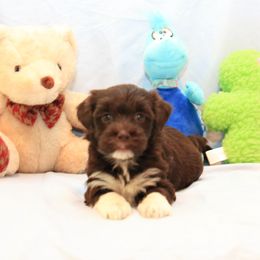 AKC Female 4 - Chocolate female Havanese puppy in South Carolina from Premier Havanese Dogs