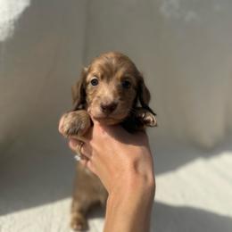 Boy 1 - Brindle male Dachshund puppy in Krum, Texas from AG Dachshunds