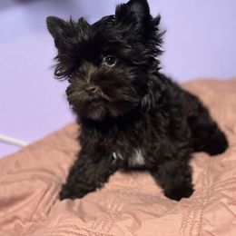 Noah - Yorkshire Terrier