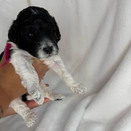 Willow - Parti female Poodle puppy in Longview, Washington from Evergreen Miniature Poodles