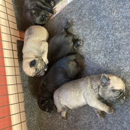 Boy 1 - Black male Pug puppy in Barry, Illinois from Tina’s Pugs