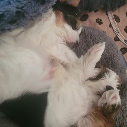 Biewer Terrier Puppies from Hearts n Paws