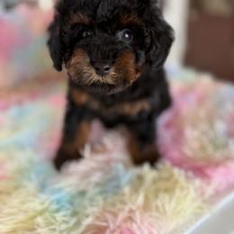 Raviolli - Black & tan tri-color male Maltipoo puppy in San Diego, California from Maltipoos SD