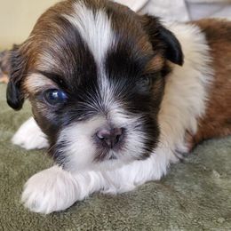Shih Tzus from Lugo Shih Tzus