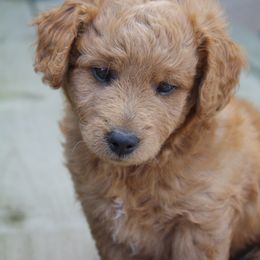 Goldendoodle Puppies from Delaryedoodles