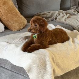 Goldendoodle All Grown Up from Goldendoodle AZ