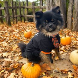 Marley - Pomeranian