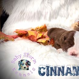 Cinnamon - Red & white male Miniature Australian Shepherd puppy in Lubbock, Texas from Baby Storm Kennels