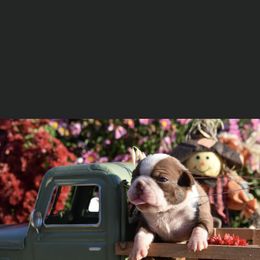 Cocoa - Boston Terrier puppy in New Cumberland, Pennsylvania from BB and C Bostons