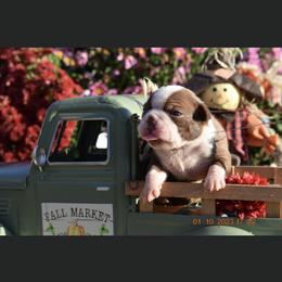 Cocoa - Boston Terrier puppy in New Cumberland, Pennsylvania from BB and C Bostons