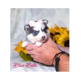 Blue-Belle - Blue female Pomsky puppy in Rhome, Texas from TyeDye Kennels