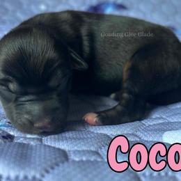 Coco - Black tri female Miniature American Shepherd puppy in Millington, Tennessee from Goading Glee Glade