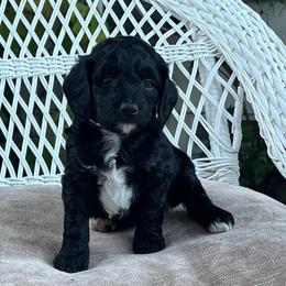 Addy - Black and white female Bernedoodle puppy in North Highlands, California from The Purrfectpups