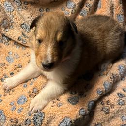 Simba - Sable male Collie puppy in Elko, Nevada from Willow Creek Acres Dachshunds & Collies