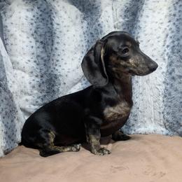 2 Ziggy - Black and cream male Dachshund puppy in Central Point, Oregon from MRS Long Dog Ranch