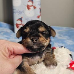 Pup 2 - Black and tan male Yorkshire Terrier puppy in Polk City, Florida from Yorkies by Casey