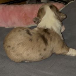 Clyde - Chihuahua puppy from Diamond Dog Chihuahuas